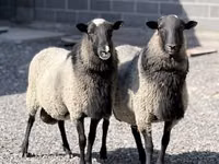 Oveja, Romanov sheep — foto 2
