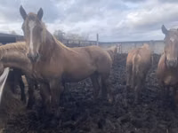 घोड़ी, Arabian horse — फ़ोटो 6