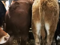 牛只（批次，未指定性别）, Simmental cattle — 照片 4