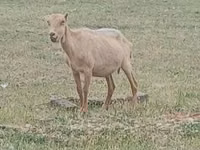 تيس, Saanen goat — الصورة 2