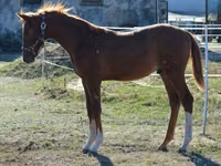 Hengst, Kisber felver — Foto 8