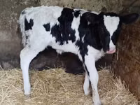 Vaca, Vaca holandesa (Extinta) — foto 1