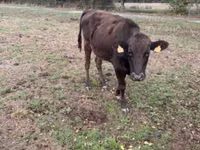 Kuh, Wagyu — Foto 3