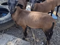 Widder, Cameroon sheep — Foto 1