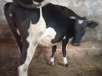 Cow, Russian Black pied cattle — photo 1