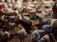 Chickens — Foto 7