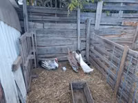 Ducks — Foto 3
