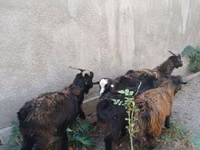 Cabro, Cabras — foto 4