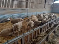 Schaf, Rouge de l’Ouest sheep — Foto 1