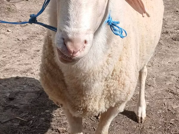 Carnero, Ovejas