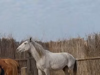 Horse (M), Orlov Trotter — photo 2