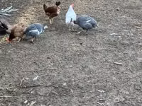 Guinea fowl — फ़ोटो 1