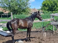Hengst, Hungarian horse breed — Foto 1
