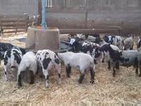 Ram, Zwartbles sheep — photo 1