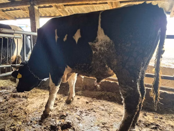 सांड, Russian Black pied cattle