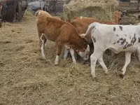 Rinder (Partie, Geschlecht nicht angegeben), Simmental cattle — Foto 5