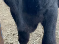 Bulle, Aberdeen-Angus — Foto 6