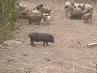 Eber, Schweine — Foto 1