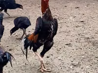 دجاج شمو — الصورة 2