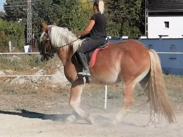 Horse (M), Horses