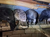 Turkeys — Foto 2