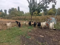 Ziege, Alpine goat — Foto 1