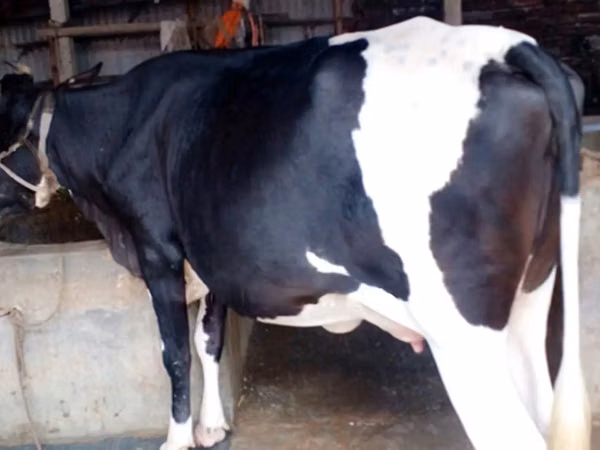 Kuh, Holstein-Rasse