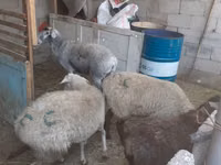 Sheep, Yecheng sheep — photo 2
