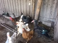 Chickens — الصورة 1