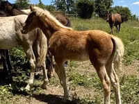 Caballo, Rocky Mountain Horse — foto 6