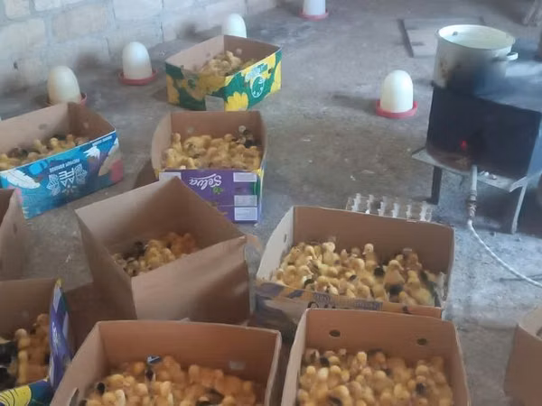 Ducks