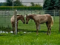 فرس, Black Sea breed — الصورة 4
