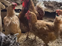 لوهمان براون — الصورة 1