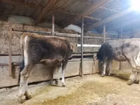 Toro, Swiss cattle — foto 6