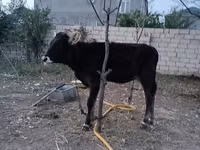 Cow, Red-spotted breed — photo 3