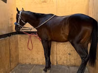 Hengst, Thoroughbred horse — Foto 3