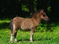 خيول (دفعة، الجنس غير محدد), Shetland Pony — الصورة 4