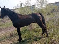 Horse (M), Altai horse — photo 4