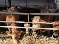 Bovinos (lote, sexo no especificado), Simmental cattle — foto 6