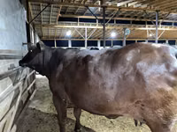 Cow, Brahman — photo 5