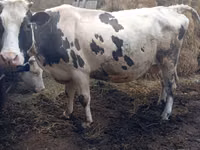 मवेशी (लॉट, लिंग निर्दिष्ट नहीं), Russian Black pied cattle — फ़ोटो 4