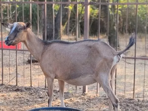 Ziege, Alpine goat