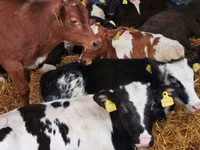 Bulle, Simmental cattle — Foto 2