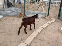 Ziegenbock, Damask goat — Foto 6