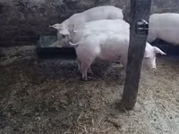 Свиноматка, Топигс Норсвин — фото 4
