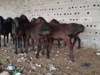 Widder, Hissar sheep — Foto 3