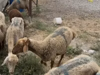 Sheep, Sheep — photo 2