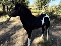 Horses (batch, sex not specified), American shetland pony — photo 2