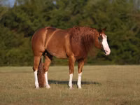 Caballo, Quarter Horse — foto 2