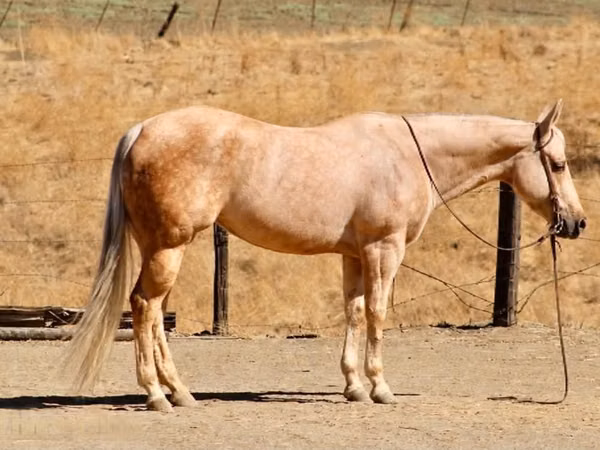 Mare, Quarter Horse